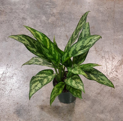 4" Aglaonema Mary Ann